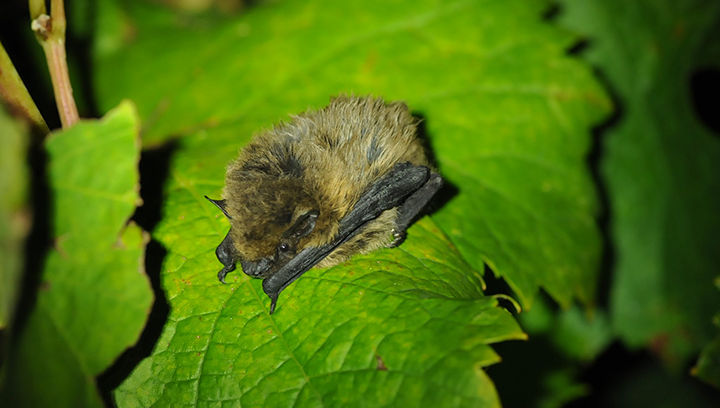 Apéro-quiz : la faune nocturne